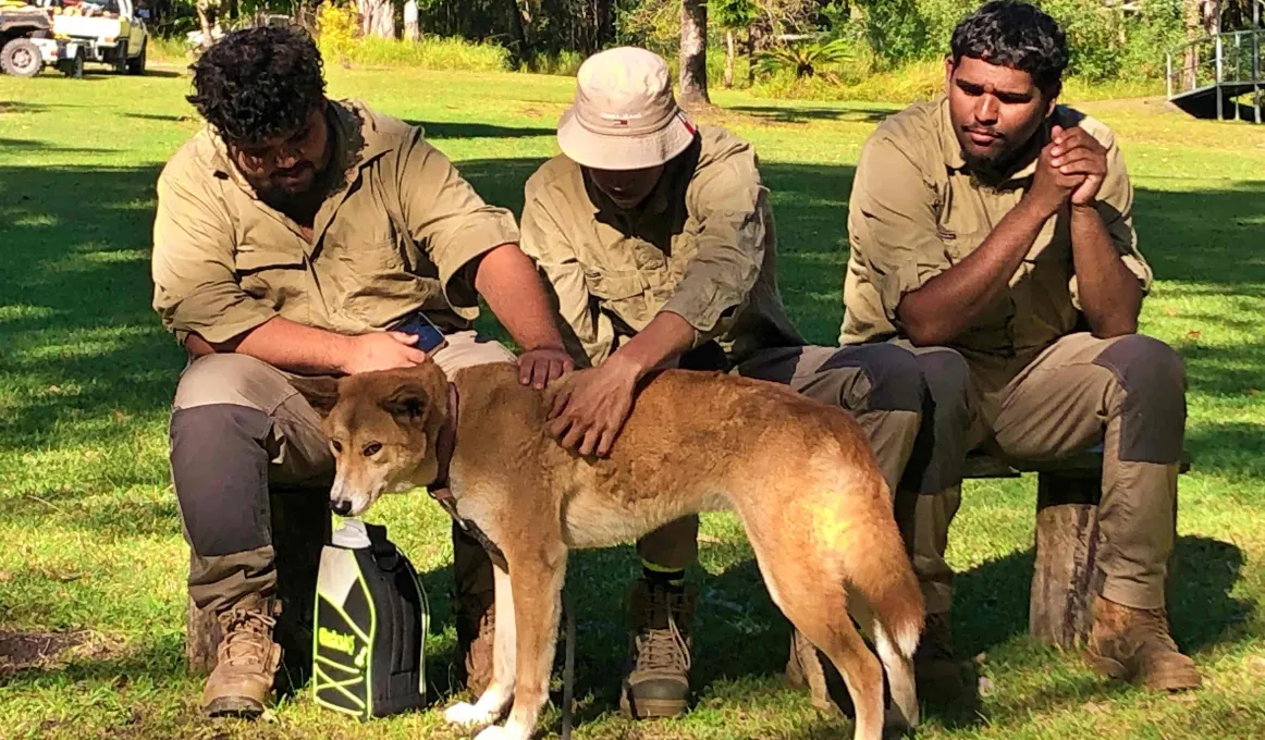 Minyumai Rangers Jessie McGellicott, Keith Morgan, Sam Wilson with ‘Red’ the Dingo. 