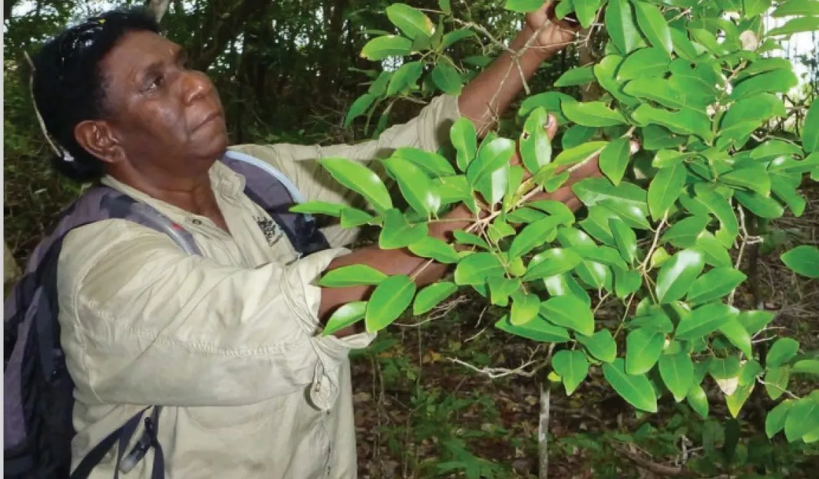 A mature woman in ranger clothing works on the branch of a tree. In the background is foliage.