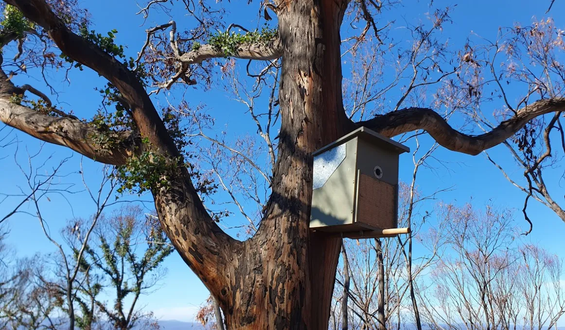 A green bird box in a tree. Behind the tree is a burned forest regenerating after a bushfire