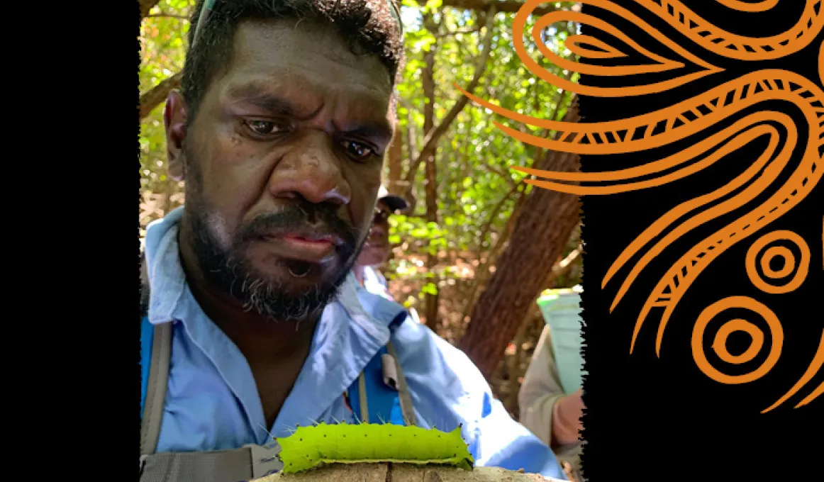 A bearded man wearing a blue shirt looks at a large pale green caterpillar on a branch. In the background are trees.