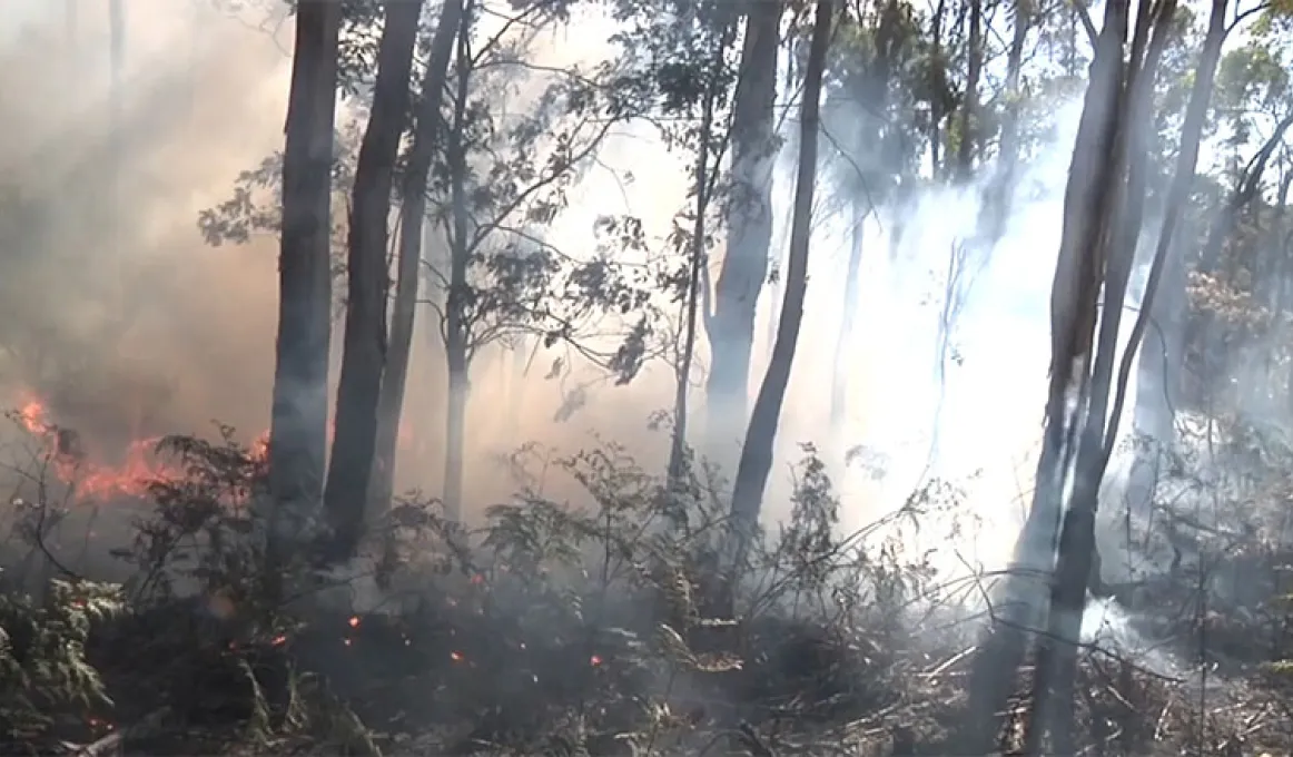 A eucalyptus forest with low-burning flames and gentle smoke.