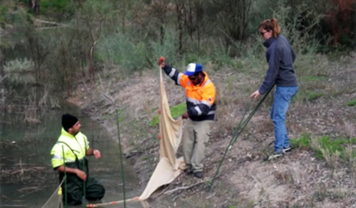 One Indigenous male standing in lagoon wearing waders, another on the bank holding material which is part of the fish trap and an Indigenous woman further up the bank holding a pole.