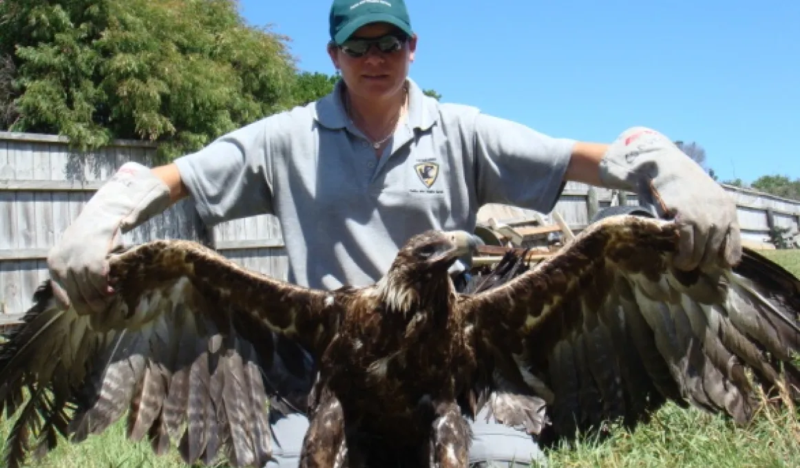 Tasmanian ranger Cindy spreading the wings of an eagle.