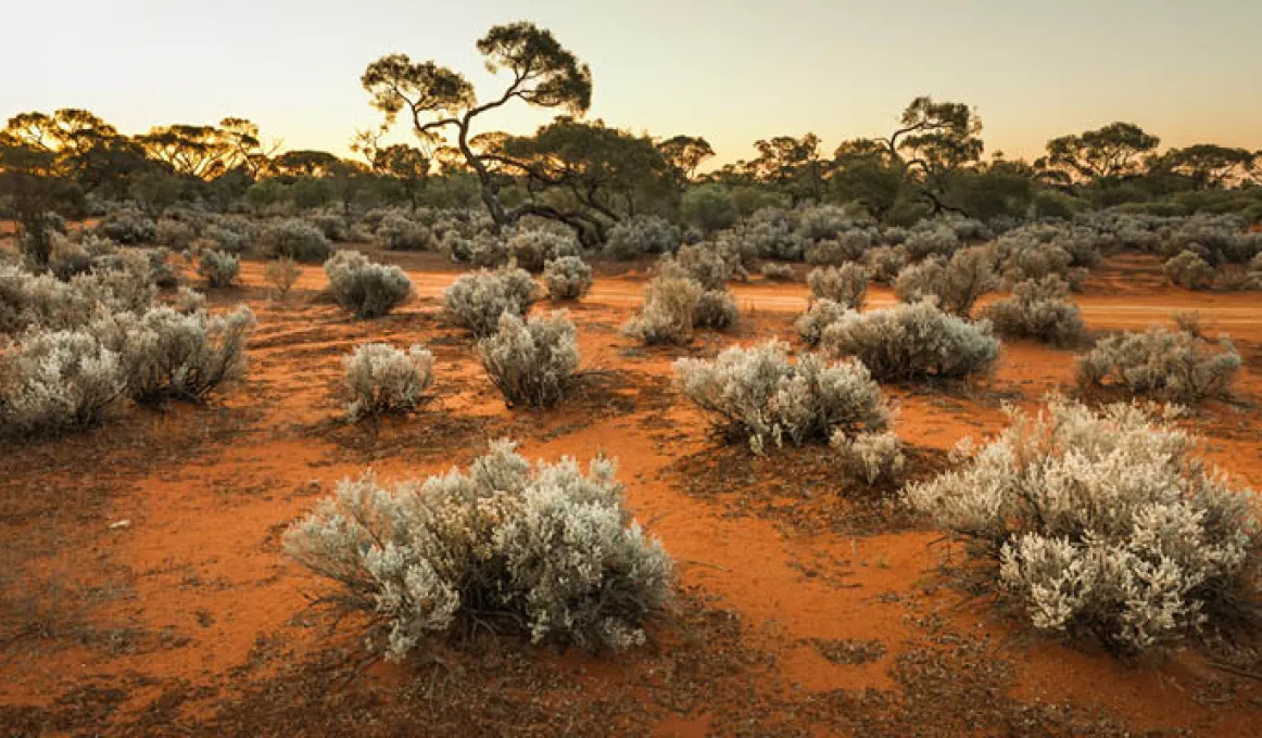 Red dirt and spinifex bushes in the foreground and trees in the background.