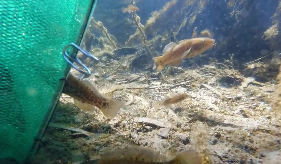 A green net sits in fresh water where small fish can be seen. One is entering the net, another swims nearby and another is close to the net.