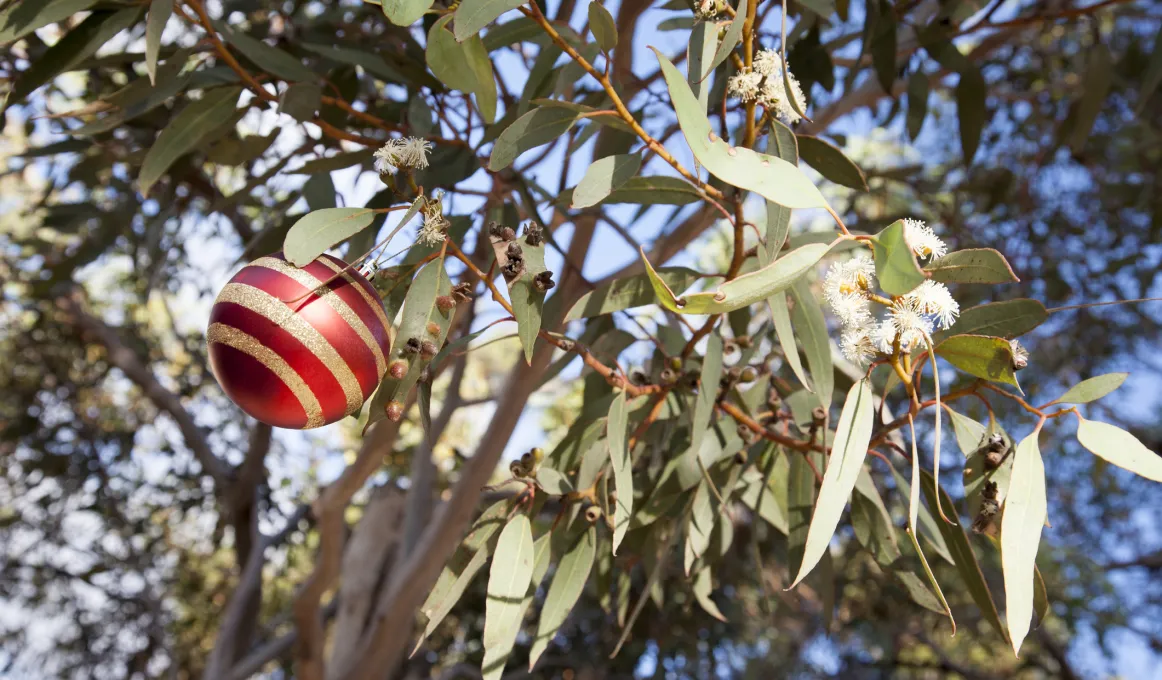 Red and gold Christmas bauble hanging in a gum tree