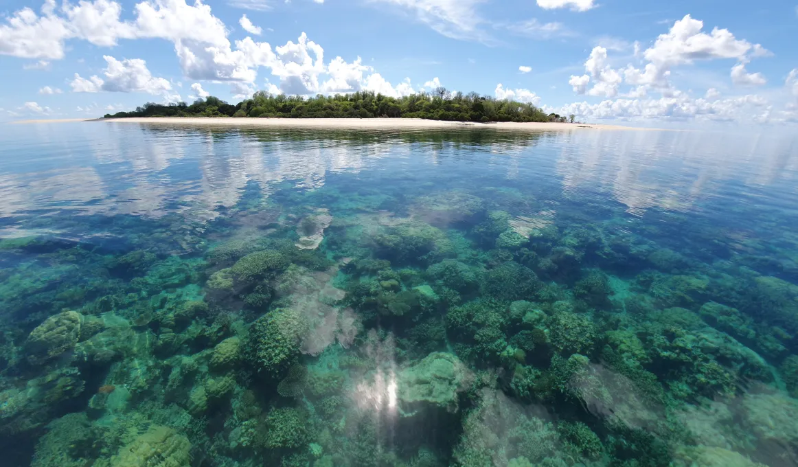 A photograph of an island with sand and trees taken from the water. In the foreground is a coral reef.