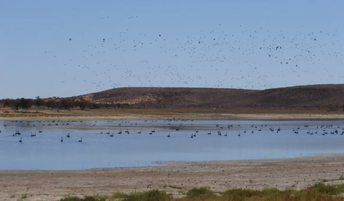 Birds flocking to Lake Mary in Kokatha lands. Photo courtesy of South Australian Arid Lands Natural Resources Management Board.