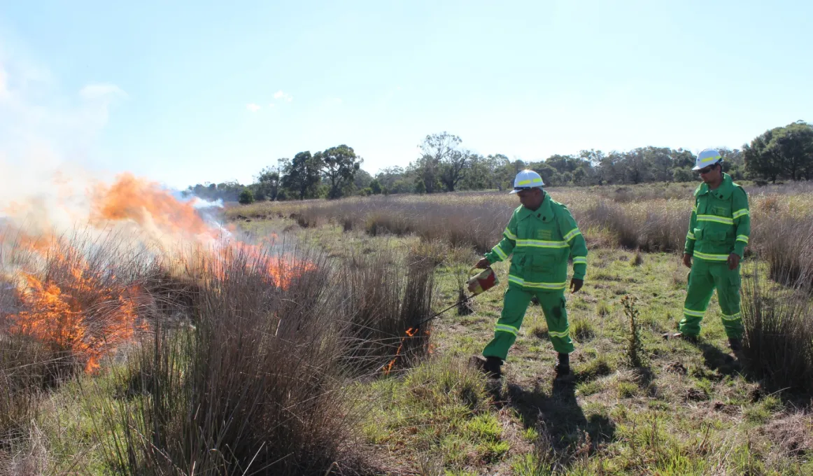 Two rangers dressed in green uniforms and white hats setting fire to long grass.