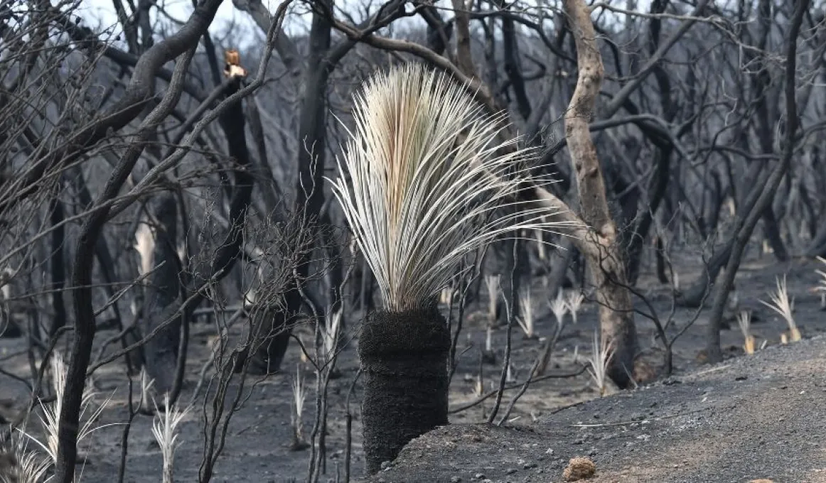 Image of burnt bushland with a grass tree in the middle of the picture. Text: Source: AAP