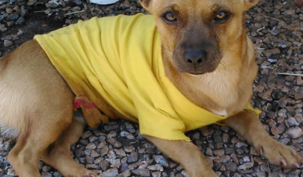 Small brown dog wearing yellow shirt lying in gravel.