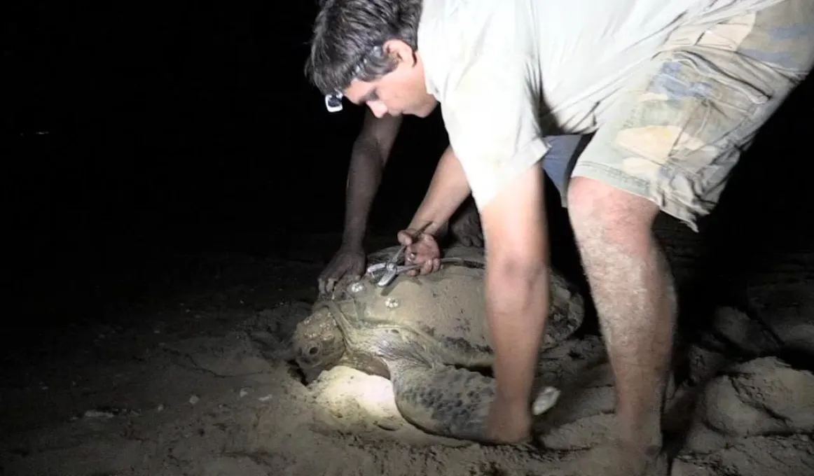 li-Anthawirriyarra Sea Ranger Sean Fitzpatrick tagging a sea turtle at night under torchlight on the sand.