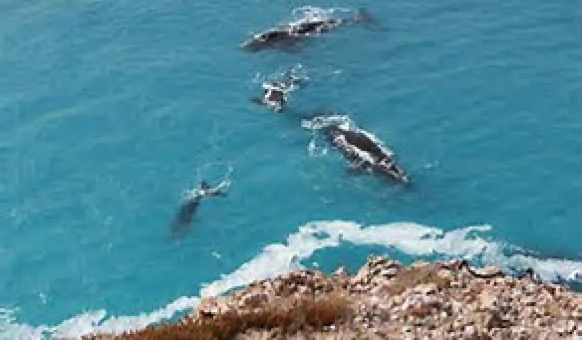 Four black whales swim in a blue sea with a rocky cliff top in the foreground.