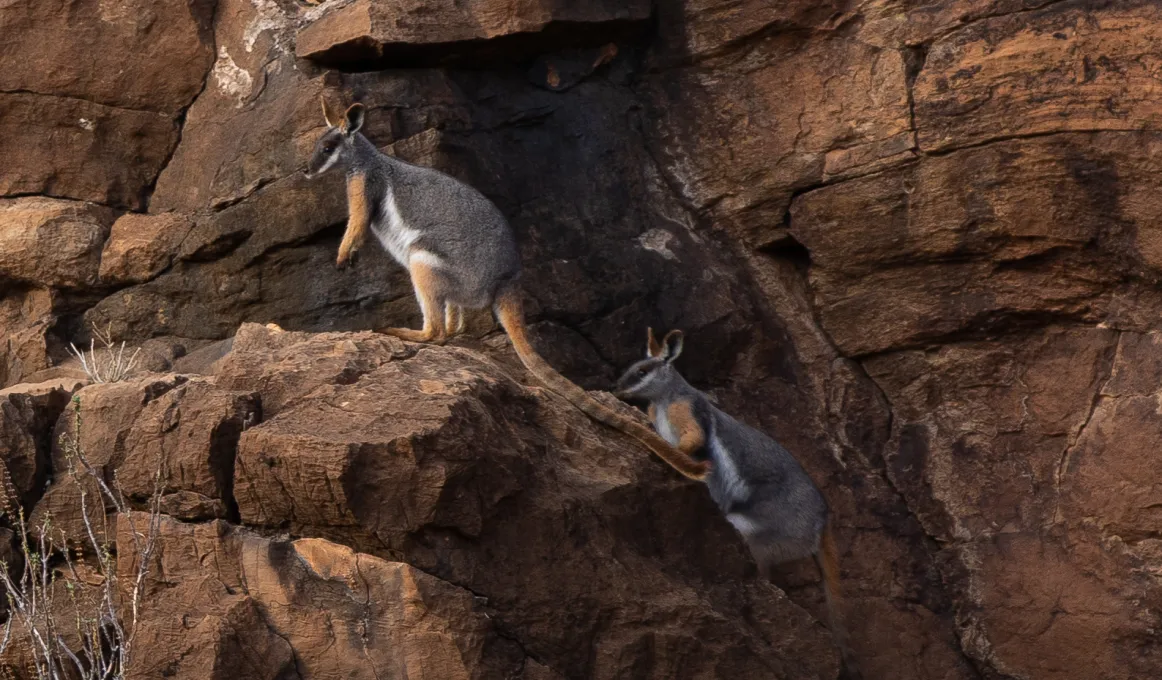 Two wallabies stand on a brown rock face. They have yellow legs and feet, grey back and white belly with a long mainly yellow tail.