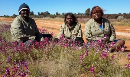 Three Aboriginal ladies sitting on the ground outside and surrounded by purple flowers.