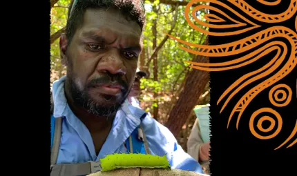 A bearded man wearing a blue shirt looks at a large pale green caterpillar on a branch. In the background are trees.