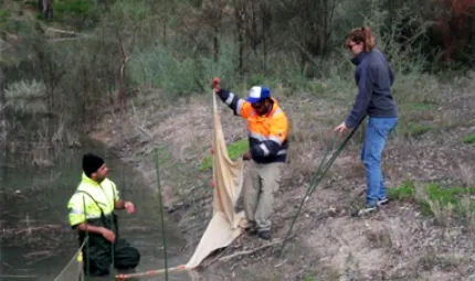 One Indigenous male standing in lagoon wearing waders, another on the bank holding material which is part of the fish trap and an Indigenous woman further up the bank holding a pole.