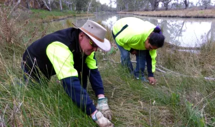 An Indigenous male and female ranger are bending over wearing gloves and working in the long grass