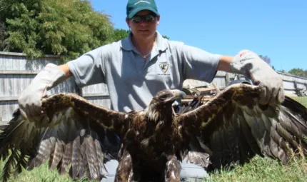 Tasmanian ranger Cindy spreading the wings of an eagle.