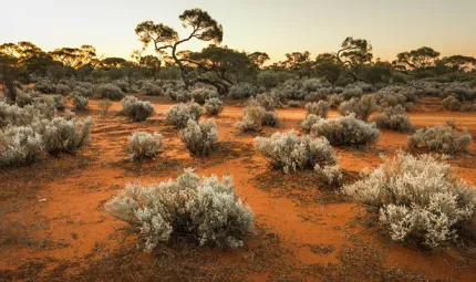 Red dirt and spinifex bushes in the foreground and trees in the background.