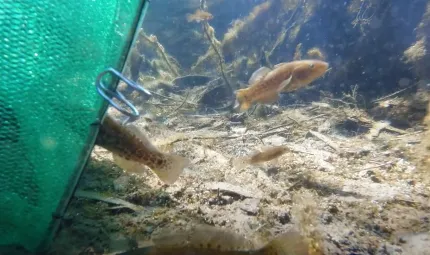 A green net sits in fresh water where small fish can be seen. One is entering the net, another swims nearby and another is close to the net.