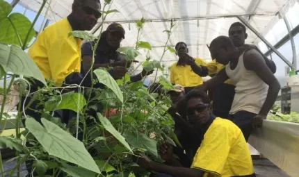 Several Indigenous men working with plants in a greenhouse.