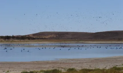 Birds flocking to Lake Mary in Kokatha lands. Photo courtesy of South Australian Arid Lands Natural Resources Management Board.