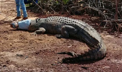 Image of a captured crocodile