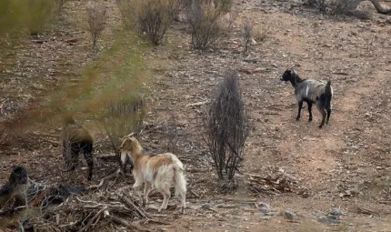 Three goats on a dry hillside amongst small trees and bushes.