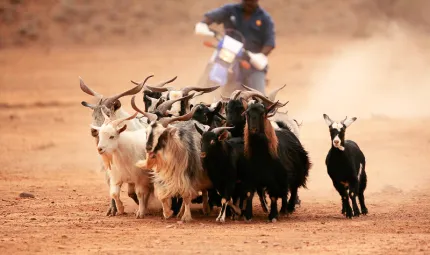 Aboriginal man on a motor bike is herding a group of goats across a dusty plain.