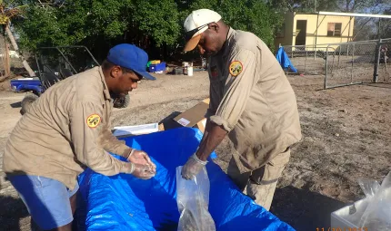 Two Aboriginal men stoop over a blue tarpaulin shaped as a trough. They are sorting through a plastic bag of bait.