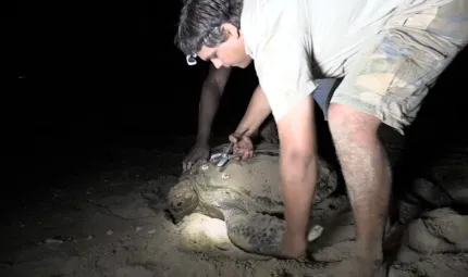 li-Anthawirriyarra Sea Ranger Sean Fitzpatrick tagging a sea turtle at night under torchlight on the sand.