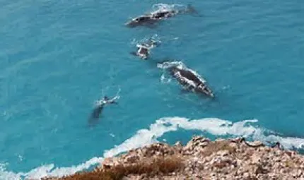 Four black whales swim in a blue sea with a rocky cliff top in the foreground.