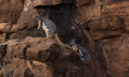 Two wallabies stand on a brown rock face. They have yellow legs and feet, grey back and white belly with a long mainly yellow tail.