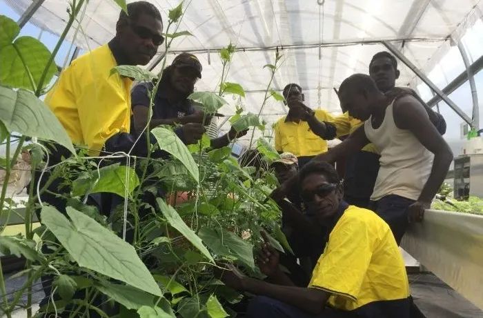 Several Indigenous men working with plants in a greenhouse.