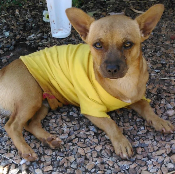 Small brown dog wearing yellow shirt lying in gravel.