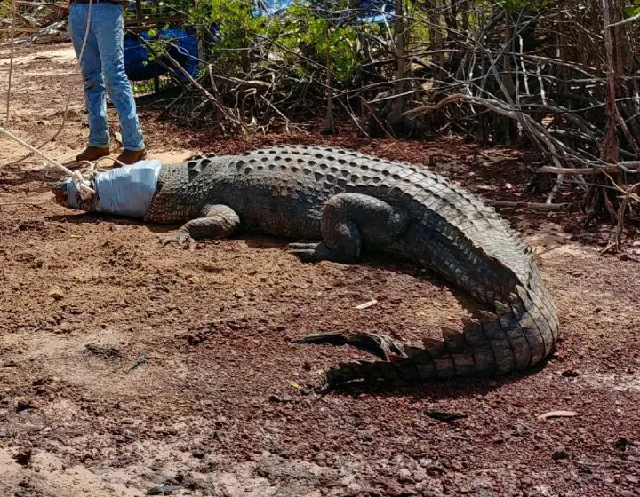 Image of a captured crocodile