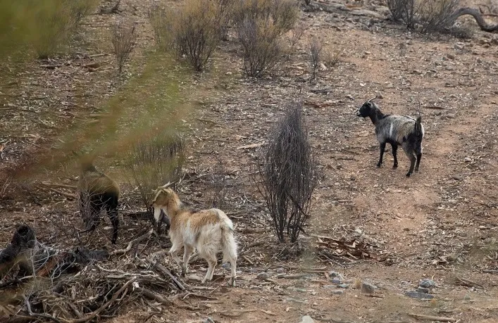 Three goats on a dry hillside amongst small trees and bushes.