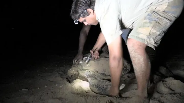 li-Anthawirriyarra Sea Ranger Sean Fitzpatrick tagging a sea turtle at night under torchlight on the sand.