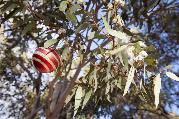 Red and gold Christmas bauble hanging in a gum tree