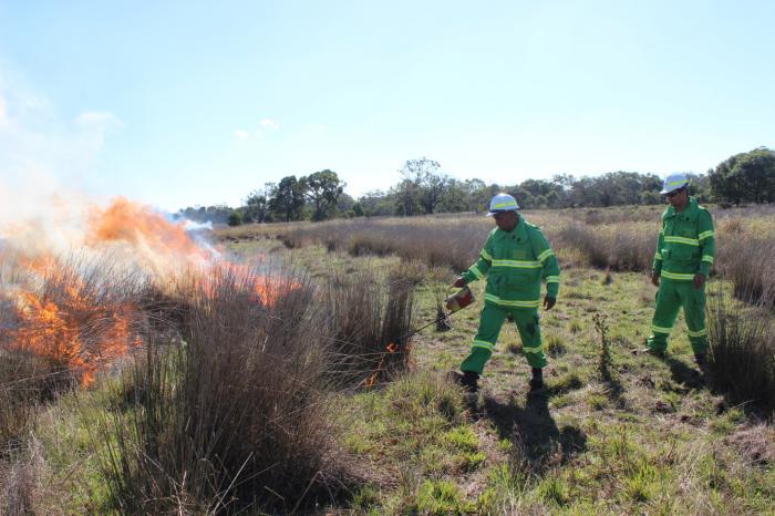 Two rangers dressed in green uniforms and white hats setting fire to long grass.