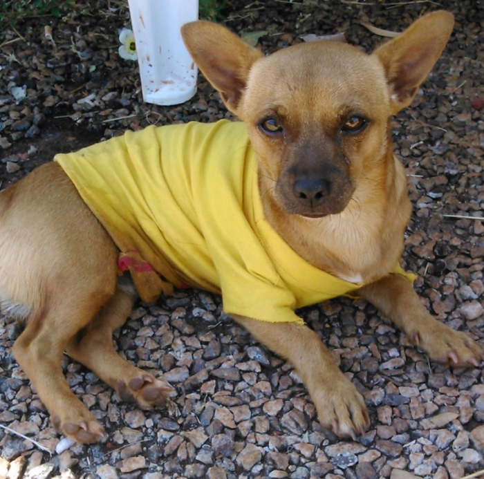 dog yellow shirt