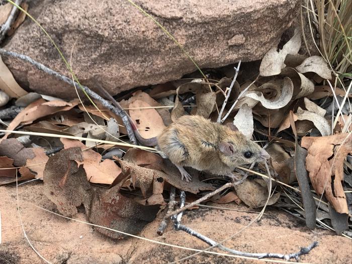 A small brown mouse stands on top of leaf litter in front of a rock and grass.