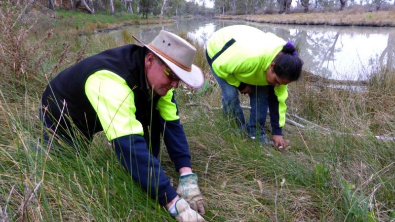 An Indigenous male and female ranger are bending over wearing gloves and working in the long grass