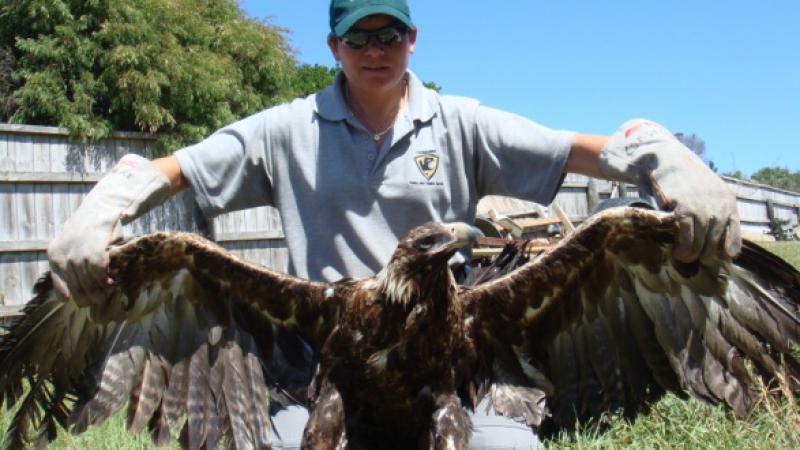 Tasmanian ranger Cindy spreading the wings of an eagle.