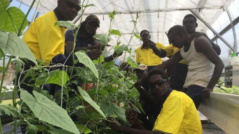 Several Indigenous men working with plants in a greenhouse.