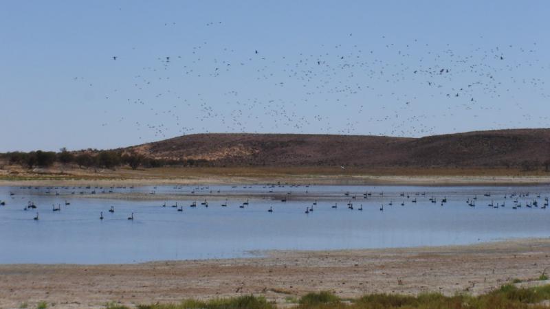 Birds flocking to Lake Mary in Kokatha lands. Photo courtesy of South Australian Arid Lands Natural Resources Management Board.