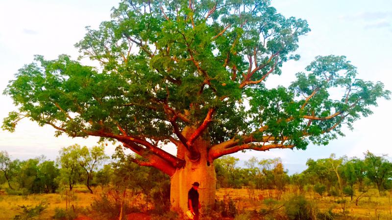  ‘Protecting the Larrakardi’ – Nyikina Mangala Rangers (c) 2016