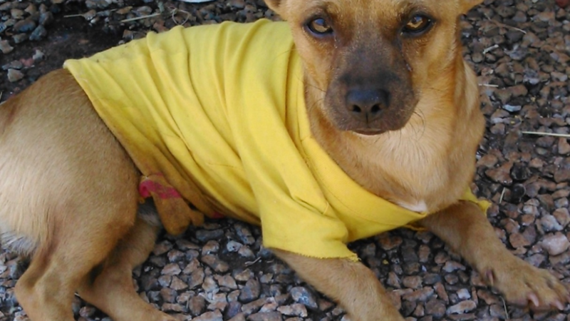 Small brown dog wearing yellow shirt lying in gravel.