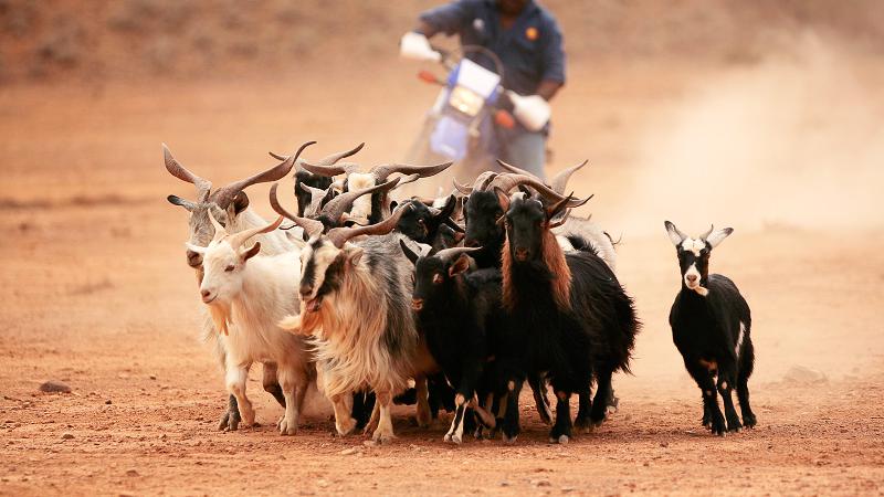 Aboriginal man on a motor bike is herding a group of goats across a dusty plain.